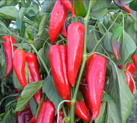 Paprika Kapia Yag Biberi siemenet